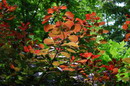 smoke tree
